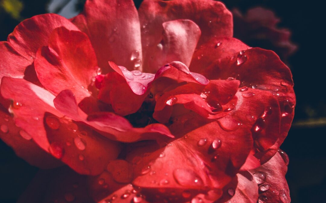 RAIN – Styrk din selvomsorg